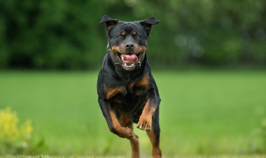 Rottweilery swoim masywnym wyglądem potrafią wzbudzić grozę...