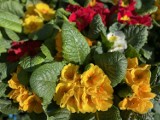 Rozkwitły targi kwiatów doniczkowych w Rzeszowie: Przewodnik po cenach