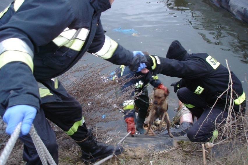 Tonącego psa ratowali strażacy.