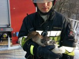 Kaczka przymarzła do lodu? Poznańscy strażacy ruszają na pomoc