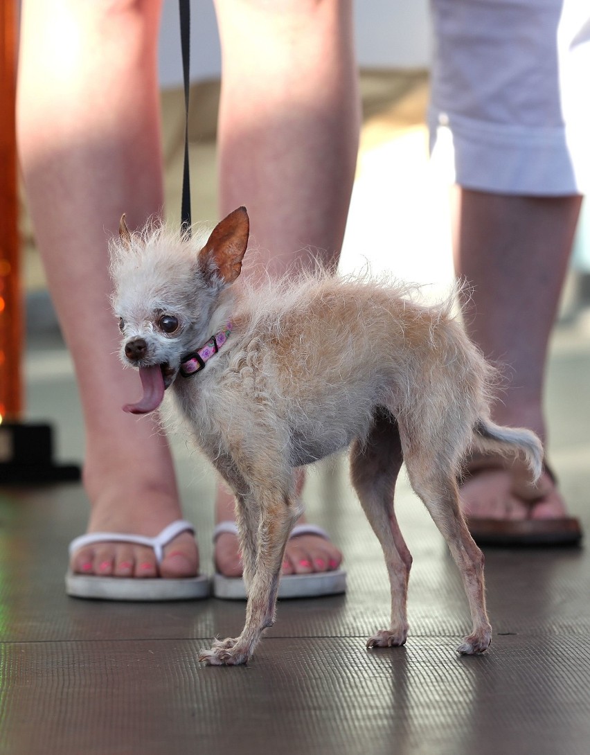 Yoda to mieszanka chińskiego grzywacza i chihuahua....