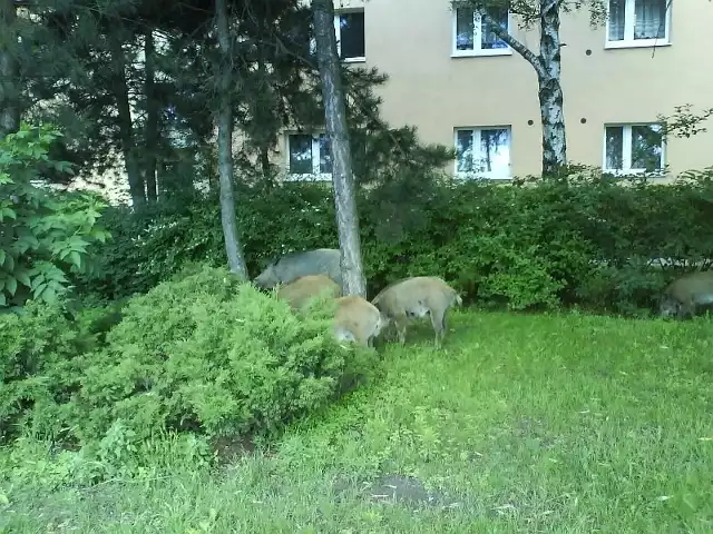 Dziki w Luboniu.