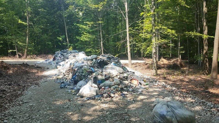 Odpadki wyrzuocone zostały w dąbrowskim lesie
