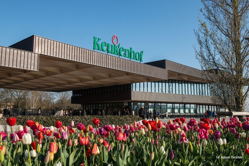 Ogrody tulipanowe w Keukenhof w obiektywie Grzegorza Pierzchały. To musisz zobaczyć! [ZDJĘCIA]