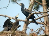 Rezerwat Przyrody Kąty Rybackie. To tu jest największa kolonia kormoranów w Europie