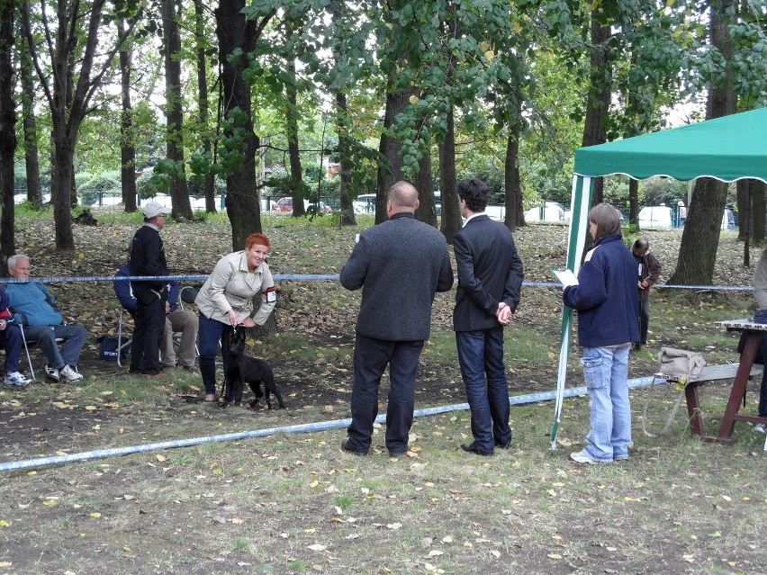 Świętochłowice: 52. Krajowa Wystawa Psów Rasowych na Skałce [ZDJĘCIA]