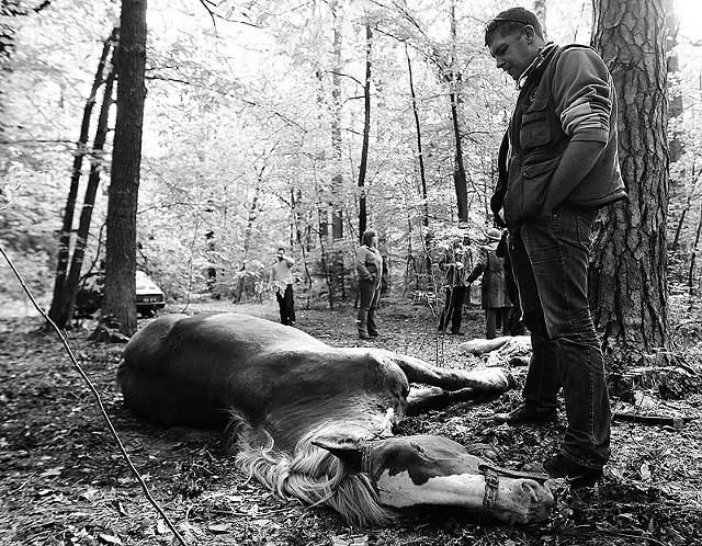 Dopiero po niemal 24 godzinach, lekarz weterynarii wezwany przez strażników miejskich uśpił klacz.