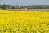 Okolice Góry św. Marcina wyścielone żółtymi dywanami. Wcześnie kwitnący w Tarnowie rzepak tworzy malownicze krajobrazy. Mamy zdjęcia!