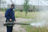 Dąbrowa Górnicza komary: miasto będzie walczyć z plagą komarów 