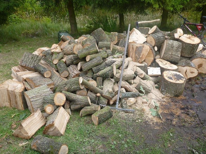 Policja Kwidzyn: Trzech mężczyzn nielegalnie wycięło 13 drzew [ZDJĘCIA]