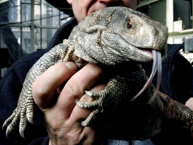 Warany ze Starego Zoo w Poznaniu zmienią wkrótce swoją kwaterę.