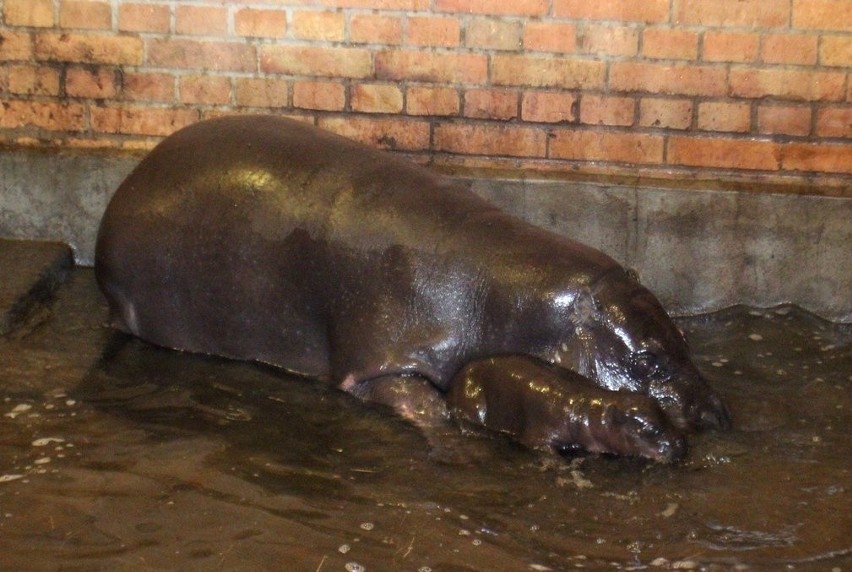 Ma 7 dni i waży 7 kilogramów. Mała hipopotamica została gwiazdą wrocławskiego zoo (ZDJĘCIA)