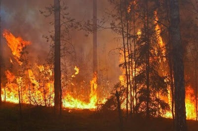 Płonący las w okolicach Potrzebowic