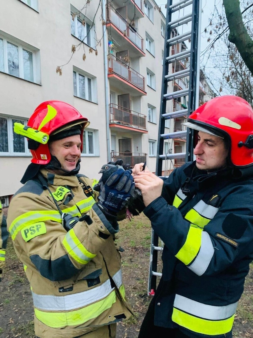 23 stycznia 2023 roku strażacy z Włocławka pomogli...