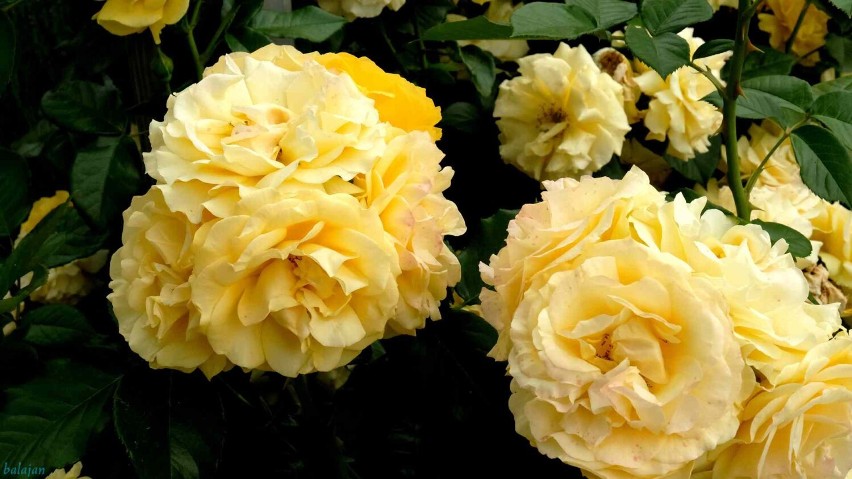 Kolorowa i pachnąca galeria zdjęć Jana Balewskiego - różanka w parku Jagiellońskim w Stargardzie - 27 czerwca 2021 roku