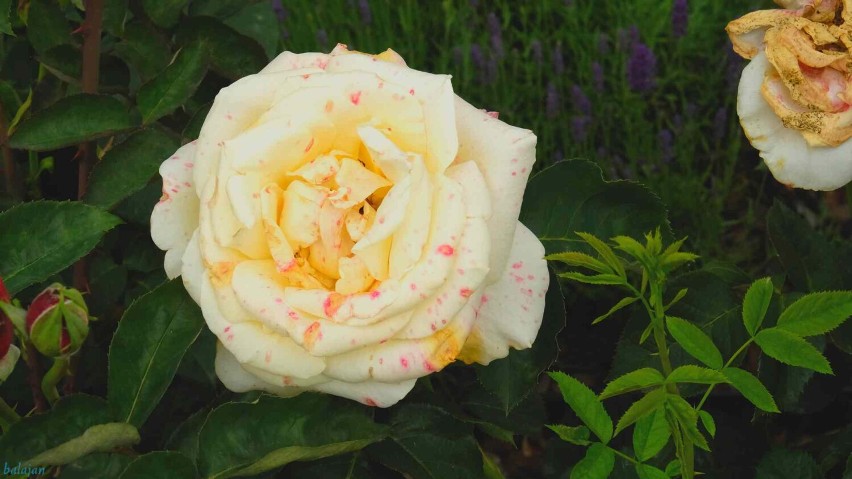 Kolorowa i pachnąca galeria zdjęć Jana Balewskiego - różanka w parku Jagiellońskim w Stargardzie - 27 czerwca 2021 roku