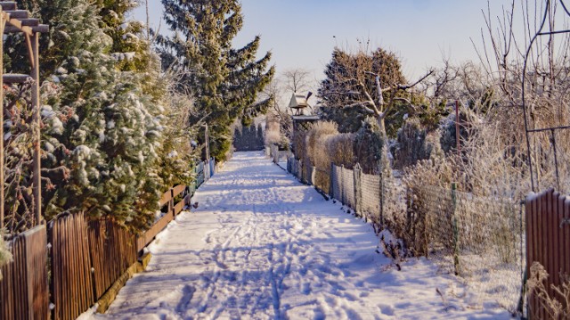 Ogródki działkowe w Inowrocławiu pięknie wyglądają także zimą