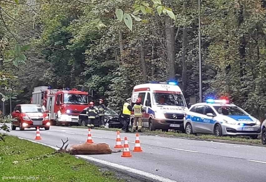 Tychy: Wypadek na Katowickiej. Po zderzeniu z jeleniem potrąciła pieszego 