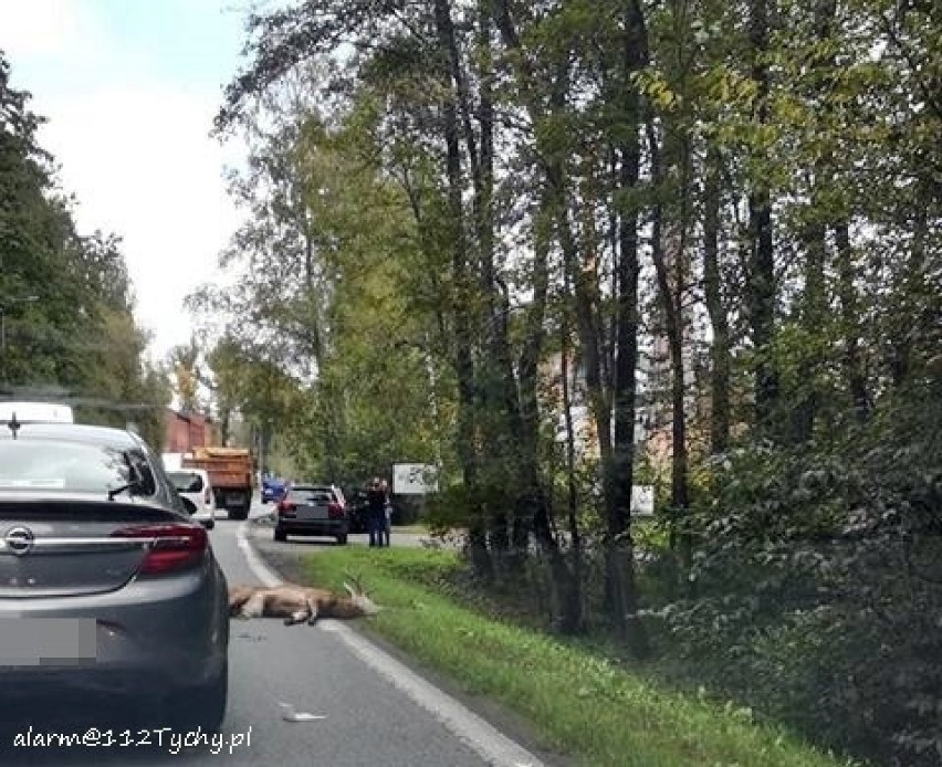 Tychy: Wypadek na Katowickiej. Po zderzeniu z jeleniem potrąciła pieszego 