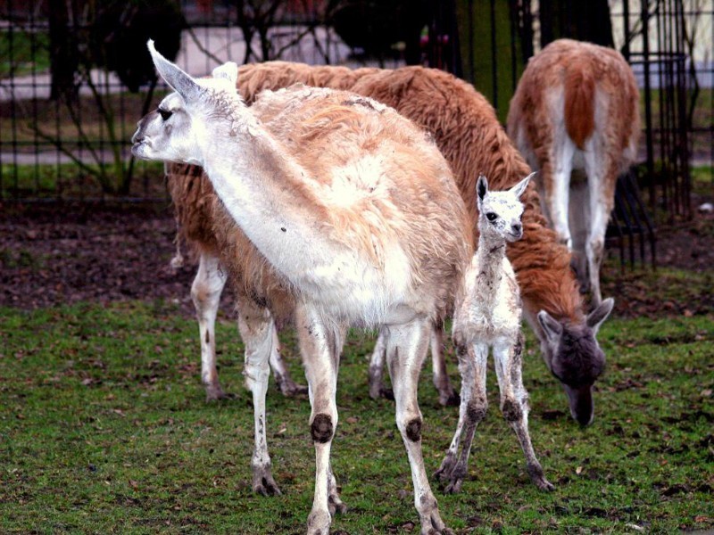 KRÓTKO: W Śląskim Ogrodzie Zoologicznym urodził się gwanako z rodziny wielbłądowatych