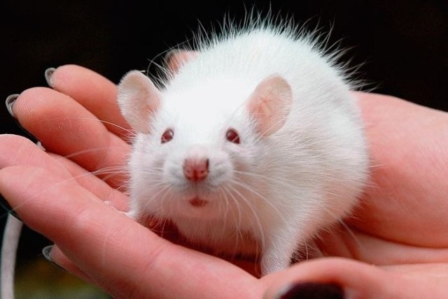 Szczur z hodowli odizolowanej od dzikich zwierząt nie stanowi zagrożenia dla człowieka