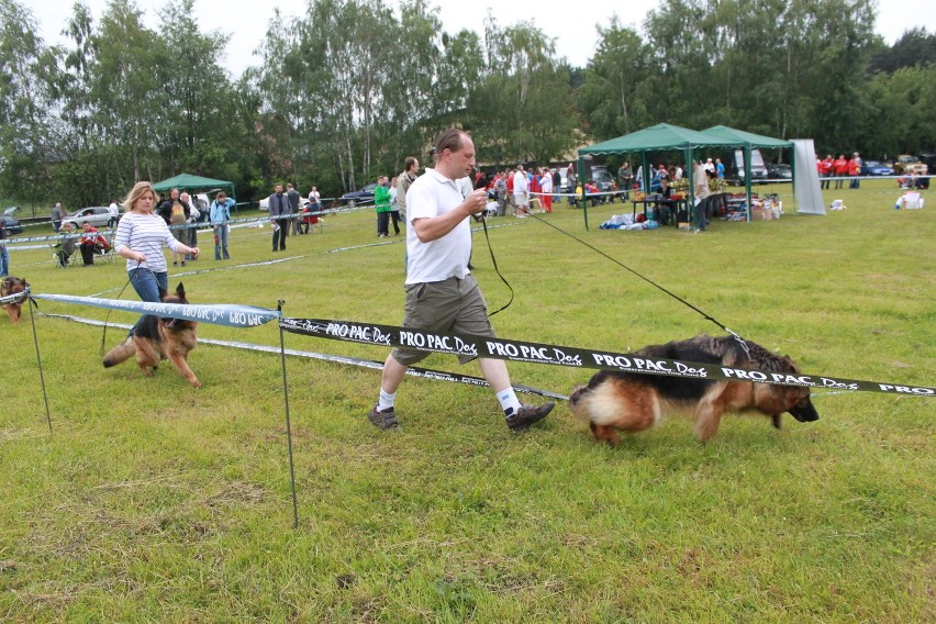 Klubowa Wystawa Wyżłów 2012 w Rybniku [ZDJĘCIA]