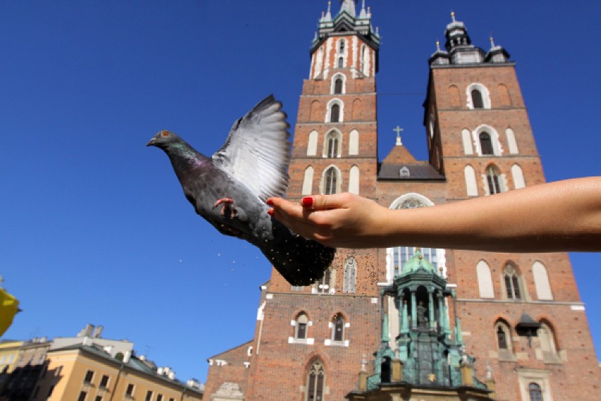 Krakowskie gołębie w obiektywie