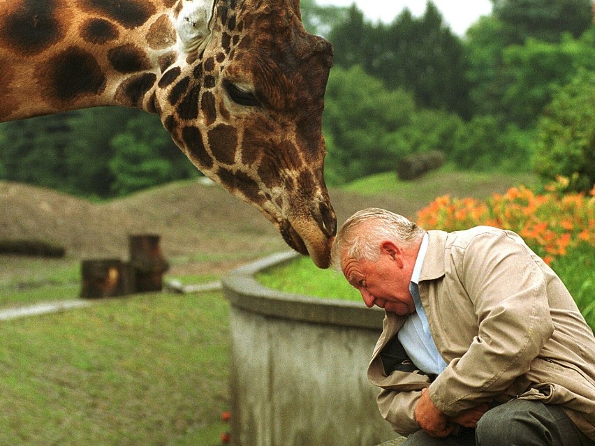 Dyrektor ogrodu zoologicznego, Antoni Gucwiński z żyrafą....