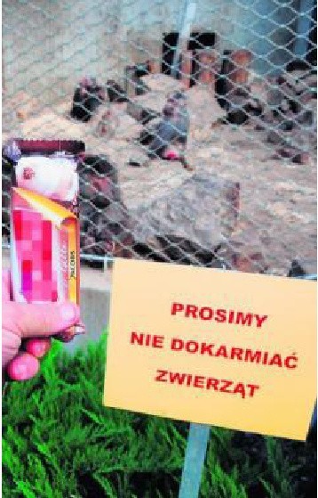 Krakowianie uwielbiają dokarmiać  zwierzaki w zoo