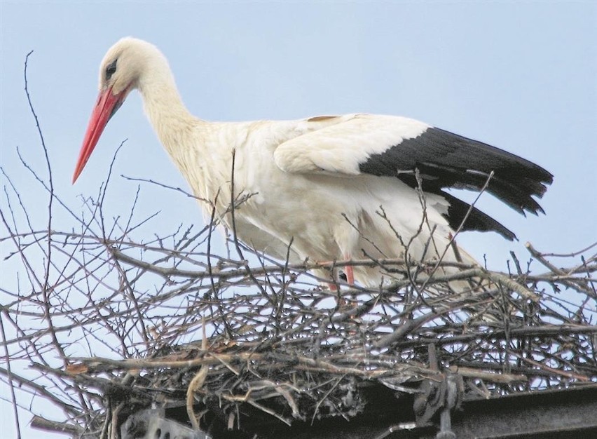 Gdzie jest wiosna?! Wielkie poszukiwania bocianów na Pomorzu