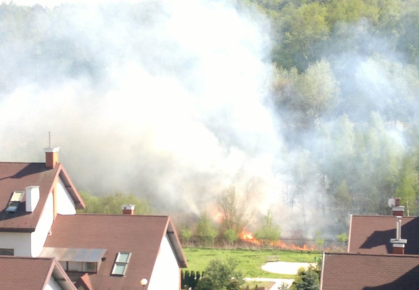 Pożar traw obok lasu Stary Gaj