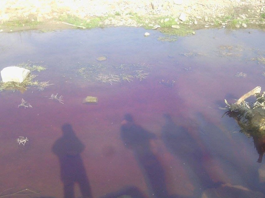 Skażenie rzeki w Jeleśni. Rzeka Koszarawa skażona czerwoną substancją [ZDJĘCIA]