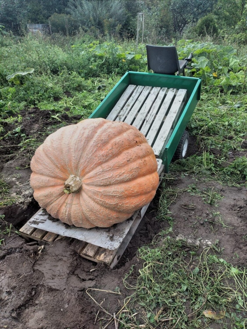 Pan Aleksander z dumą pokazuje swoje tegoroczne zbiory....