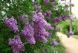 Maj o zapachu bzów. Gdzie w Polsce najpiękniej kwitną bzy i lilaki? Te miejsca warto odwiedzić w majowy weekend