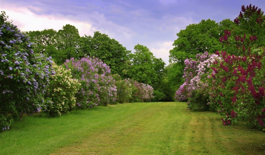 Arboretum to teren uprawy drzew i krzewów, najczęściej w...