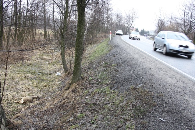 Ta sarna przy drodze Rajsko - Brzeszcze leży od tygodnia