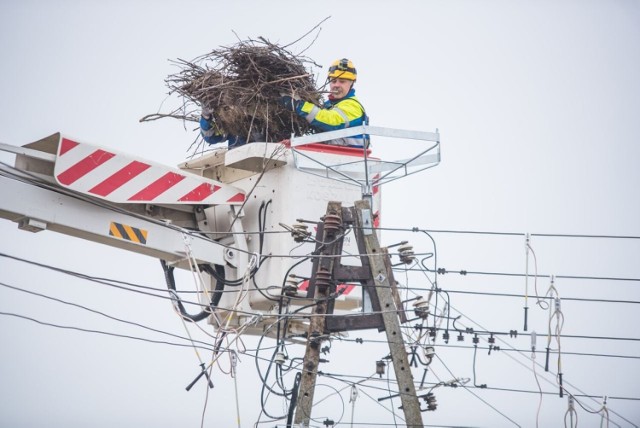 Na Dolnym  Śląsku na słupach energetycznych Tauronu jest ponad 500 bocianich gniazd