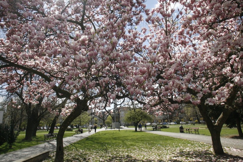 Zakwitły legnickie magnolie (ZDJĘCIA)