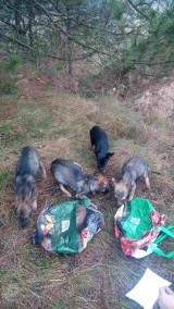 Cztery szczeniaki wyrzucone jak śmieci. Znaleziono je przy drodze