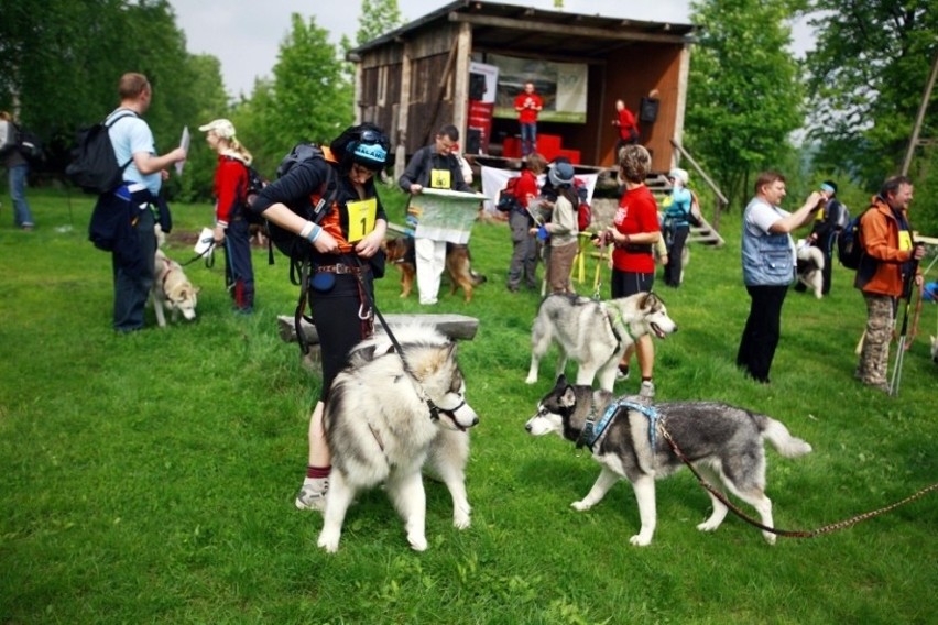 Jelenia Góra: W Przesiece odbyła się trzecia edycja Pucharu Polski w Dogtrekkingu