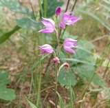 Egzotyczne, dzikie orchidee rosną w sławskich lasach. Koło Głogowa jest za to jedyne w Polsce stanowisko innej wjątkowej rośliny