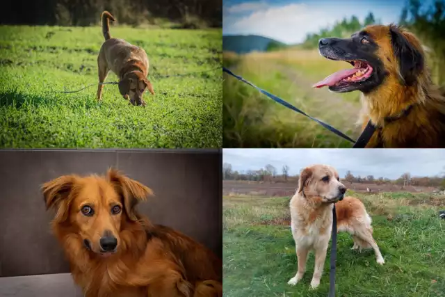 Psy do adopcji ze Schroniska dla Bezdomnych Zwierząt w Świdnicy