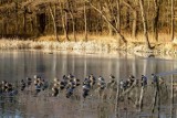Wałbrzych: Dzikie kaczki zimują w stawie na Rusinowie (ZDJĘCIA)