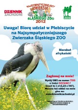 Marabut afrykański [NAJSYMPATYCZNIEJSZY ZWIERZAK ŚLĄSKIEGO ZOO]