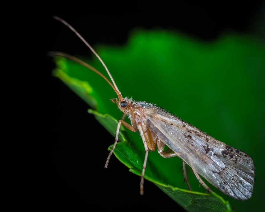 Mole spożywcze są bardzo dotkliwym i nieestetycznym...