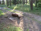 Gmina Przechlewo. W środku dnia wilki zagryzły jelenia 100 metrów od uczęszczanej drogi