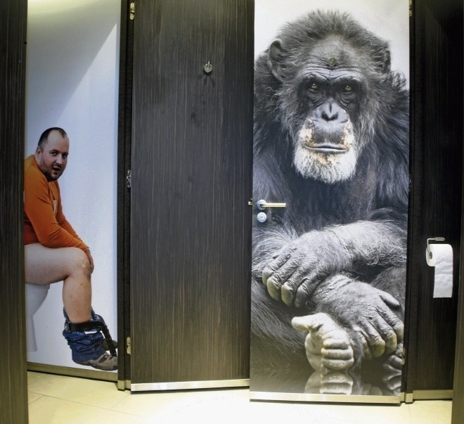 Zafrasowany goryl wita panów w toalecie w Holandii...