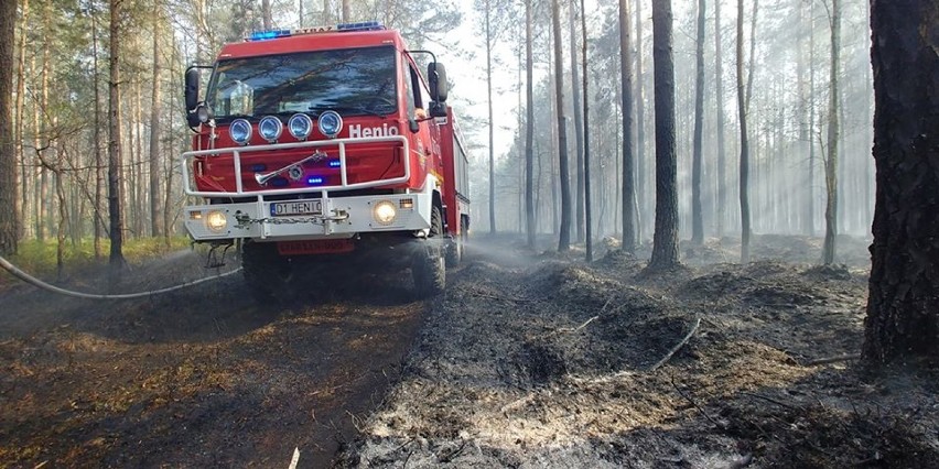 Strażacy walczą z pożarem lasu w Zielonce! [ZDJĘCIA]