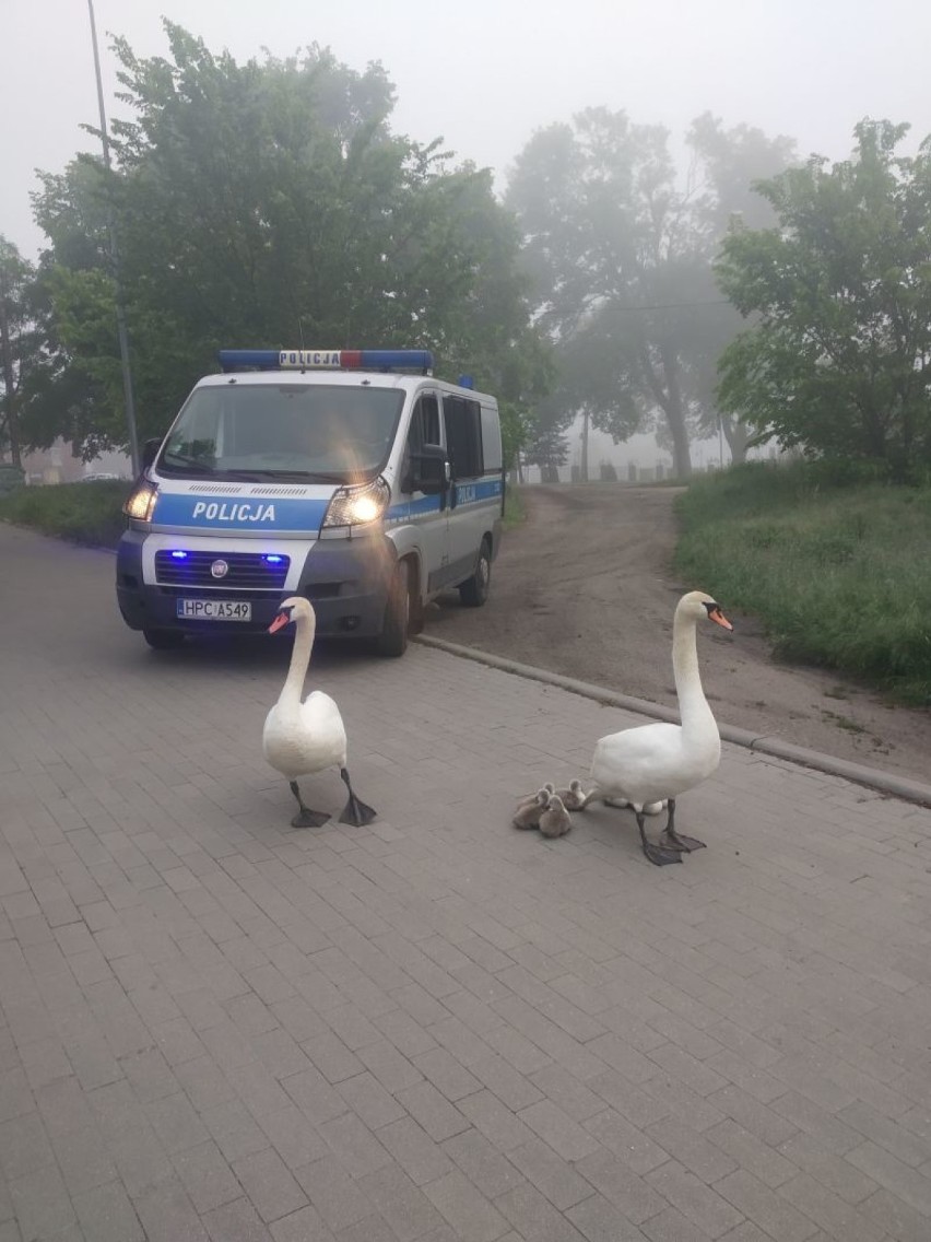 To było niecodzienne "doprowadzenie". Policjanci...