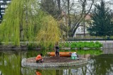 Planty miejskie - nowa wierzba na wysepce, łabędzica wysiaduje jaja